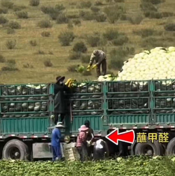 “甲醛白菜”流向引发关注,合肥、宿迁已开启核查